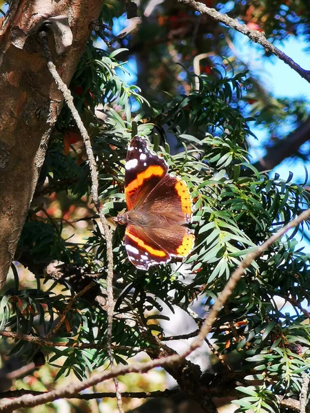 Gros Plan Vertical Beau Papillon Brun Sur Nerprun — Photo