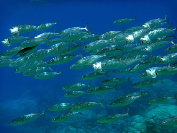 Haut Fond Poissons Dans Mer Rouge — Photo