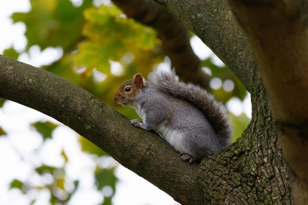 Selective Focus Shot Squirrel Tree — Stock Photo, Image