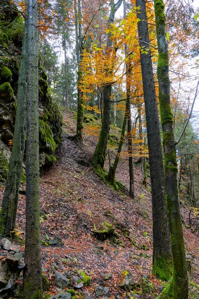 黄色の紅葉と苔で覆われた岩の美しい景色 — ストック写真