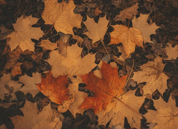 Een Close Shot Van Kleurrijke Herfstbladeren Grond — Stockfoto