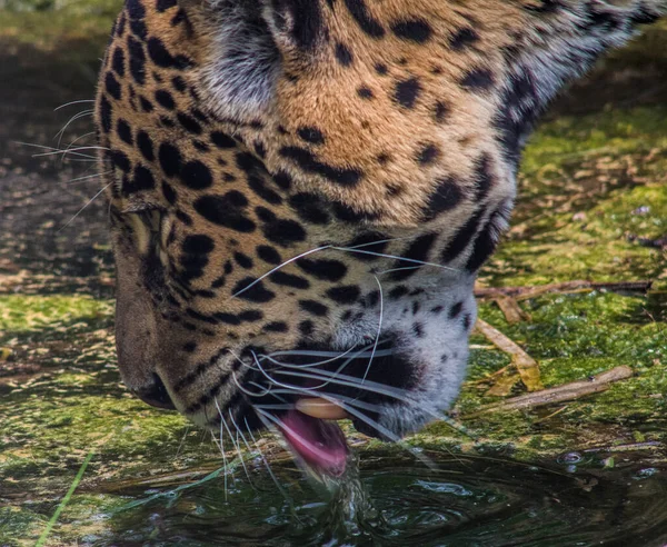 Портрет Африканского Леопарда Пьющего Воду — стоковое фото