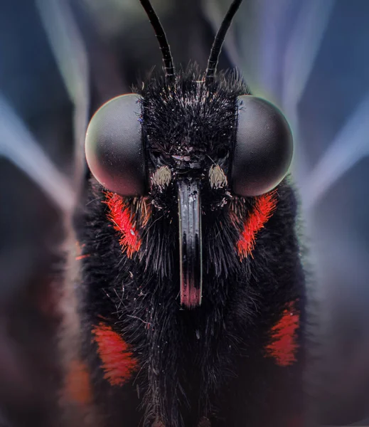 Közönséges Fekete Papilla Vagy Piros Foltos Fekete Sárkány Papilio Anchisiades — Stock Fotó