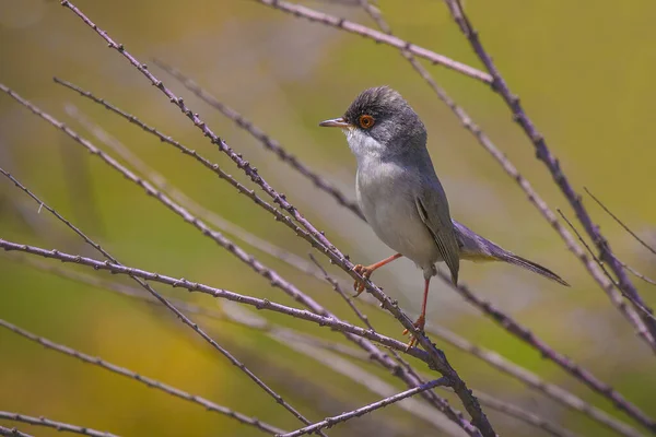 Een Close Foto Van Een Enkele Sardijnse Warbler Vogel Zijn — Stockfoto