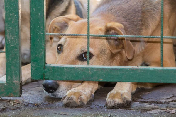 Állatkínzás Kennelbe Zárt Kutyái — Stock Fotó