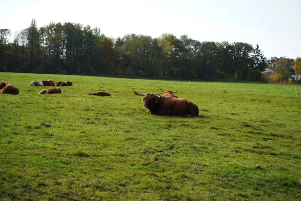 阳光灿烂的一天 一群高地奶牛躺在田野中央的特写镜头 — 图库照片