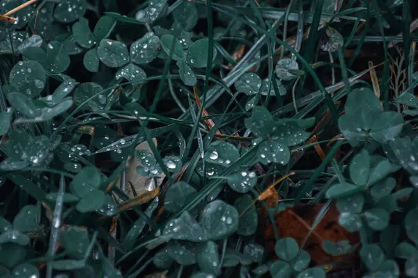 特写拍摄的露水绿色植物叶子 — 图库照片