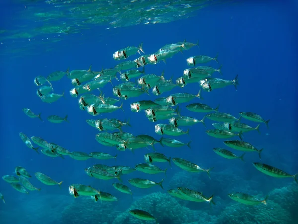 Ett Fiskstim Röda Havet — Stockfoto