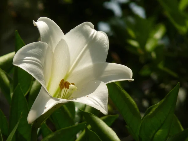 Primer Plano Longflower Lily Easter Lily — Foto de Stock