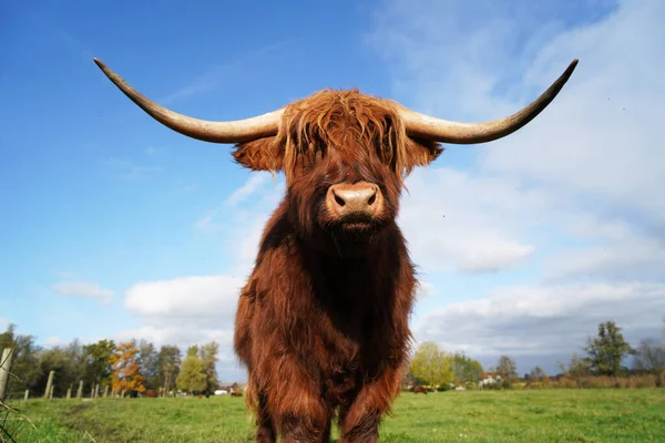 A closeup of a highland cow standing in the middle of the field on a sunny day