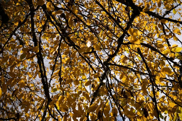 Nahaufnahme Von Goldenen Blättern Herbst Französische Landschaft — Stockfoto