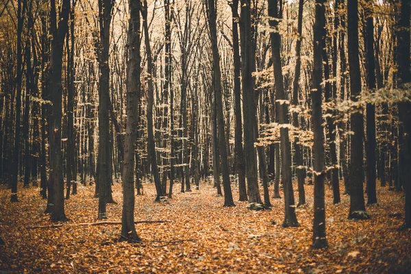 Zbliżenie Ujęcia Drzew Autumn Lesie — Zdjęcie stockowe