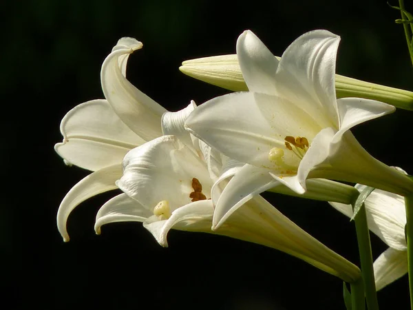 Zbliżenie Ujęcie Longflower Lily Wielkanoc Lily — Zdjęcie stockowe