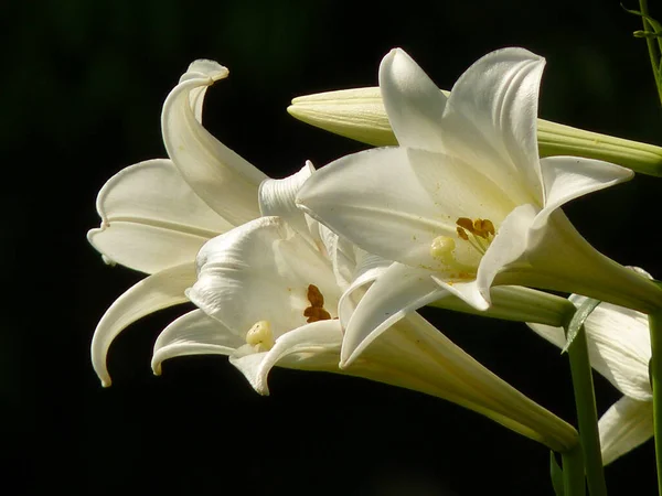 龙花百合复活节百合特写 — 图库照片