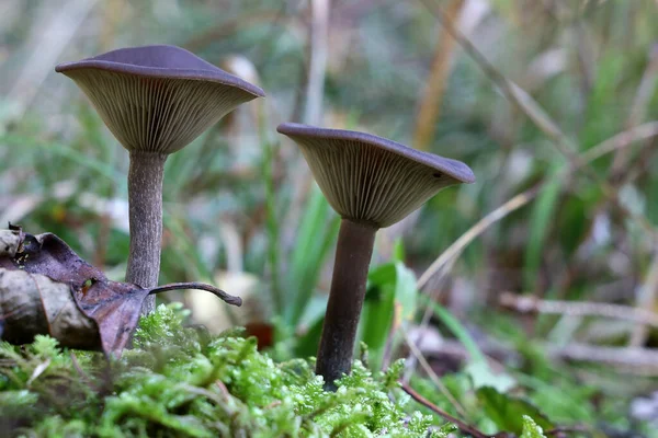 Tiro Seletivo Foco Dos Cogumelos Que Crescem Uma Floresta Toco — Fotografia de Stock