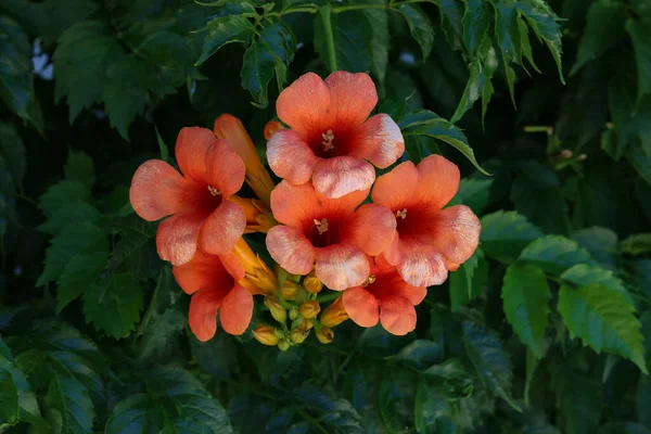 Zbliżenie Pomarańczowych Kwiatów Trąbki Winorośli Przeciw Bujnych Liści — Zdjęcie stockowe