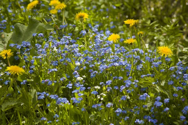 陽射しに照らされた新緑の草原の中で 色とりどりの野生の花々がクローズアップされています — ストック写真