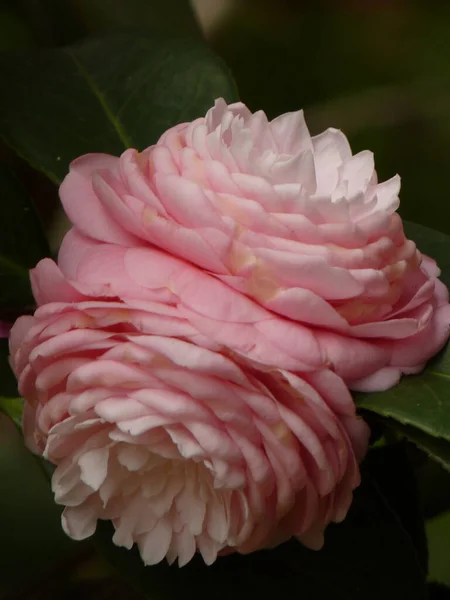 Eine Vertikale Nahaufnahme Der Schönen Rosa Kamelie Garten — Stockfoto