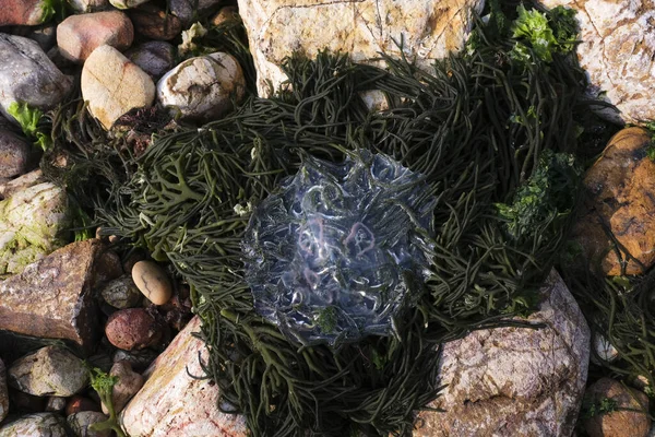 一只清澈的水母在绿色海藻上的特写镜头 — 图库照片
