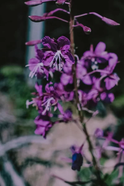 Enfoque Selectivo Vertical Flores Púrpura —  Fotos de Stock