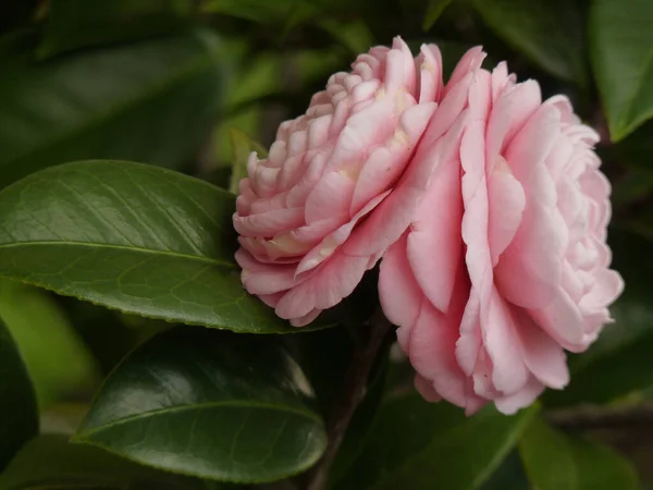 Zbliżenie Ujęcie Pięknej Różowej Camellia Ogrodzie — Zdjęcie stockowe