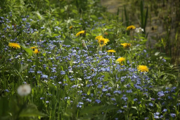 在一片新鲜的草地上 有选择性地拍摄一些五彩缤纷的野花 — 图库照片