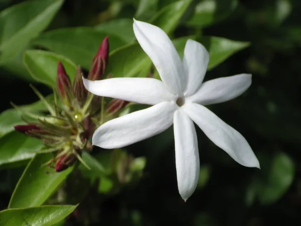 Plan Rapproché Une Fleur Lis Blanc Qui Fleurit Dans Jardin — Photo