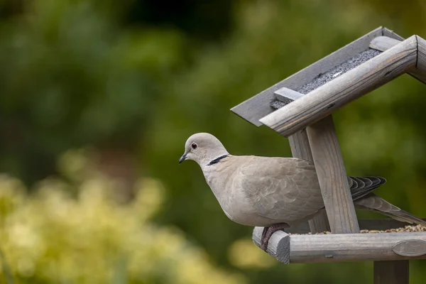 Turkish tortle or Eurasian collared dove sticking out of a wooden bird feeder garden house intended for small birds with an out of focus green natural