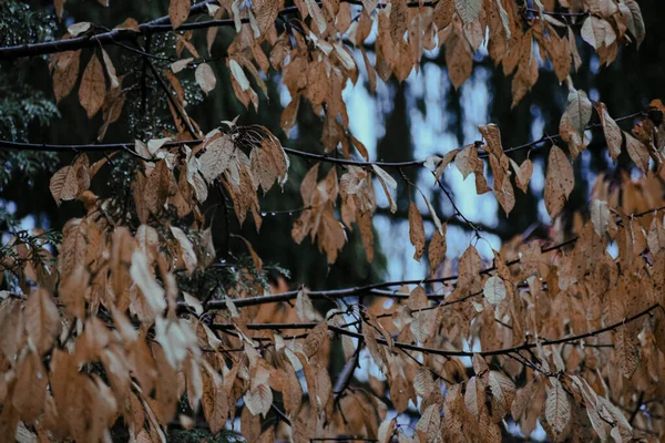 在树枝上挂着一张五彩缤纷的秋叶特写 — 图库照片