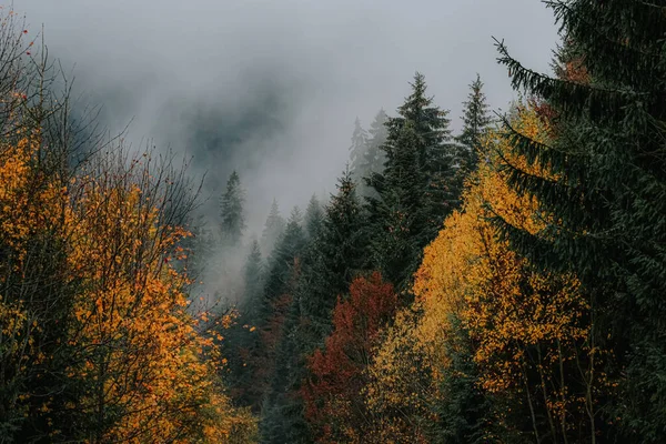 Een Close Shot Van Kleurrijke Bomen Een Herfst Bos — Stockfoto