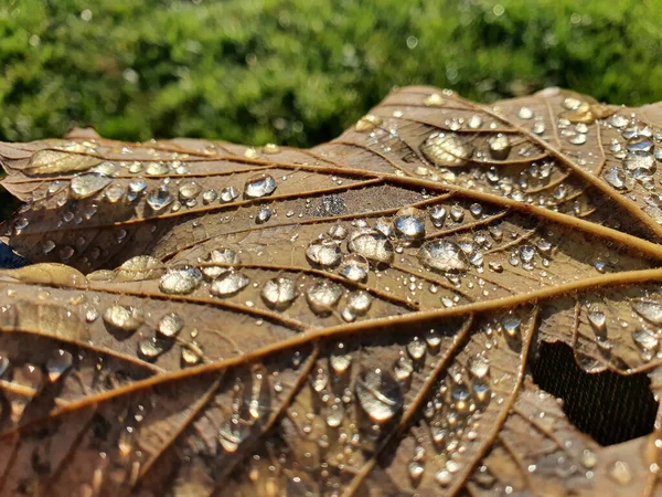 Closeup Shot Fallen Autumn Leaf Dew Top Daytime — Stock Photo, Image