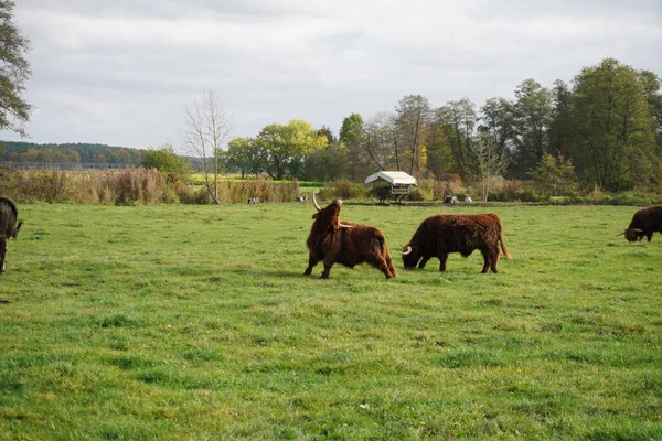 Closeup Duas Vacas Das Terras Altas Que Estão Meio Campo — Fotografia de Stock