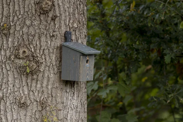 Bask Texturizado Tronco Árvore Grossa Com Cinza Pintado Velho Pássaro — Fotografia de Stock
