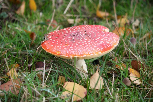 Gros Plan Champignon Amanita Muscaria Sur Sol — Photo