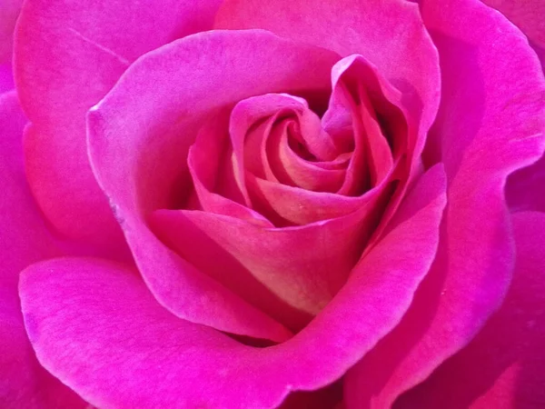 Крупный План Цветущей Розовой Розы Идеально Подходит Обоев — стоковое фото
