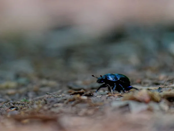 Selektivní Záběr Brouka Plazícího Zemi — Stock fotografie