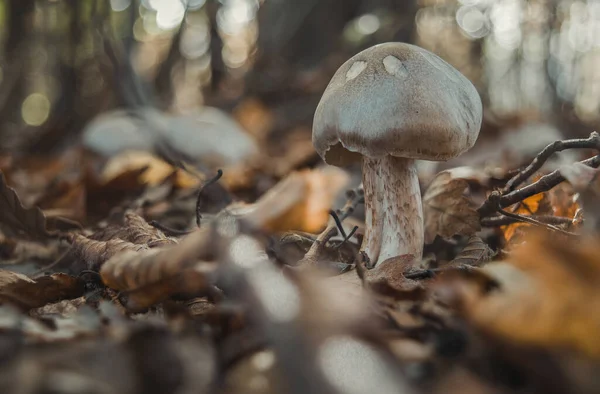 Primer Plano Hongo Agárico Nublado Crecimiento Suelo Forestal — Foto de Stock