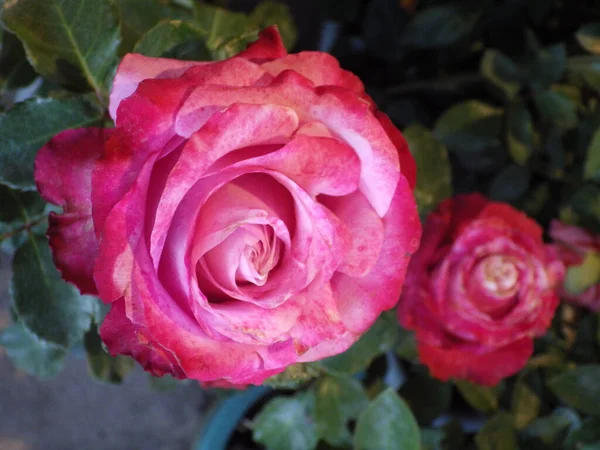 Ένα Κοντινό Πλάνο Ενός Ανθισμένου Τριαντάφυλλου Στο Πράσινο — Φωτογραφία Αρχείου