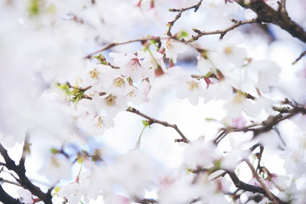 아름다운 벚꽃의 꽃봉오리 — 스톡 사진