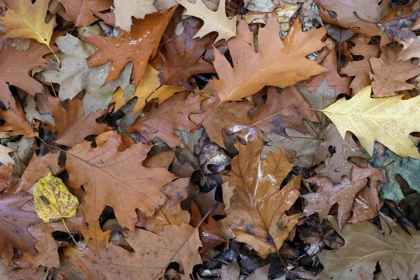 Eine Aufnahme Von Umgefallenen Blättern Wald Einem Herbsttag — Stockfoto
