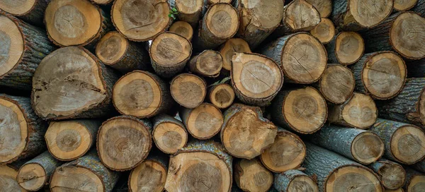 Closeup Shot Dry Felled Logs Stacked Top Each Other — Stock Photo, Image