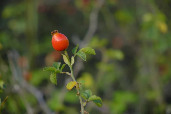 Вибірковий Знімок Фокусу Червоного Собачого Бутона Троянди — стокове фото