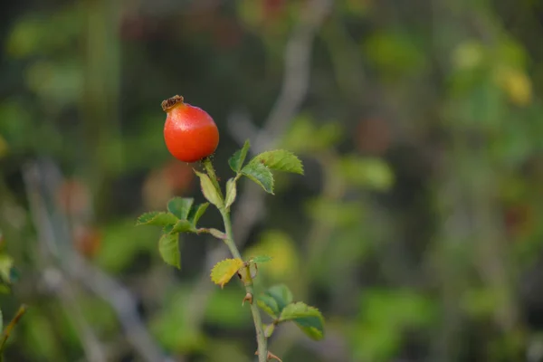 Une Mise Point Sélective Bourgeon Rose Chien Rouge — Photo