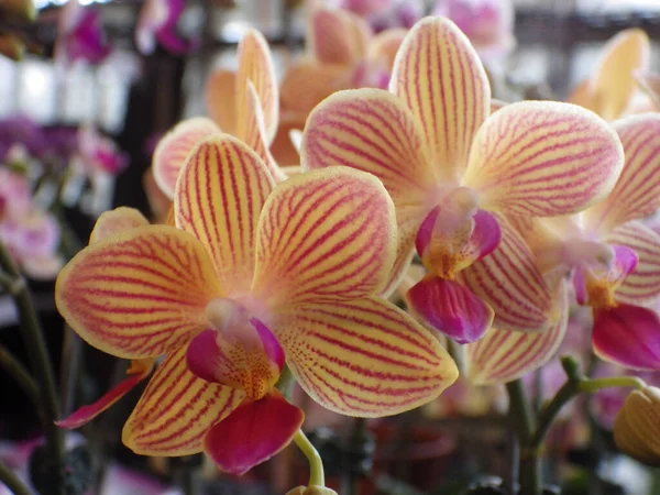 Közelkép Virágzó Orchidea Virágokról Növényzetben — Stock Fotó