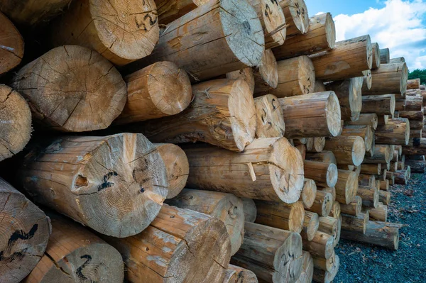 Closeup Shot Dry Felled Logs Stacked Top Each Other — Stock Photo, Image