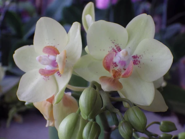 Primo Piano Fiori Orchidea Fiore Nel Verde — Foto Stock
