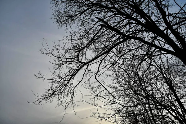 Een Lage Hoek Opname Van Een Boom Winter — Stockfoto