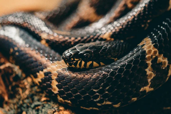 Eine Nahaufnahme Eines Schlangenkopfes Der Aus Seinen Windungen Schaut — Stockfoto