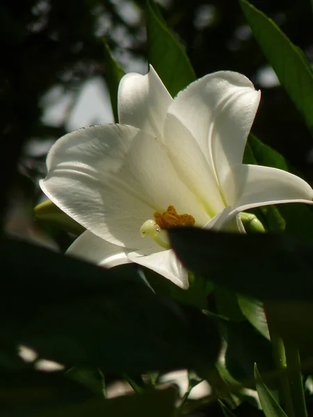 緑の中に咲く長い花の縦ショット — ストック写真
