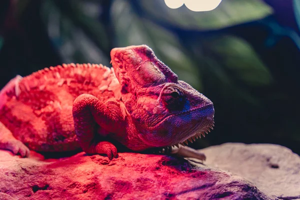 Tiro Close Iguana Comum Uma Pedra Sob Luz Rosa — Fotografia de Stock